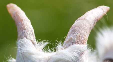 Horns on the head of a white goat.の写真素材