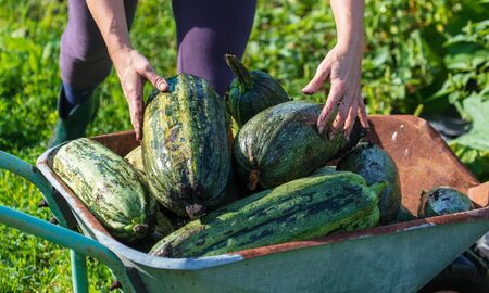 Large zucchini in a cart in the garden.の写真素材