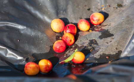 Ripe apricot fell from a tree.の写真素材