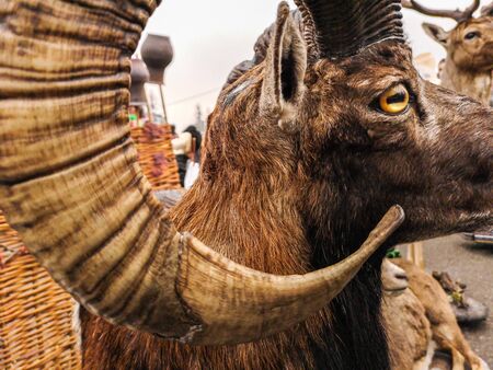 Mountain goat horns in nature.の写真素材