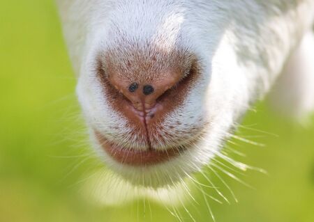 Nose and mouth on the head of a white goat.の写真素材
