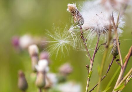 Fluff on a plant in nature. Macroの写真素材