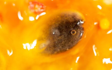 Juicy passion fruit pulp as a background. Macro