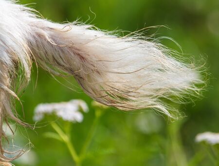 Fluffy tail on a white goat.の写真素材