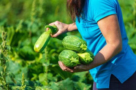 Big zucchini in the hands of the garden.の写真素材
