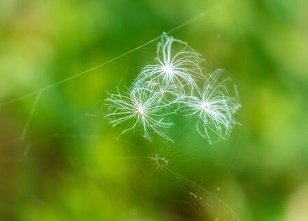 Fluff on a plant in nature. Macroの写真素材