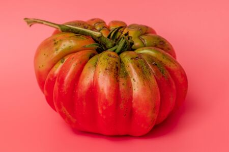Big tomato on a pink background.の写真素材