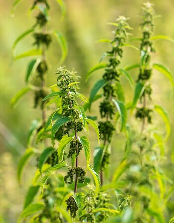 Seeds on the nettle in nature.の写真素材