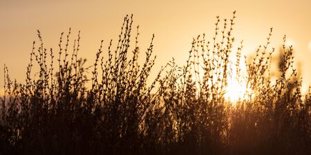 Plants in the field at sunset.