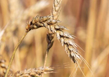 Ripe ears of wheat grow on the nature.の写真素材