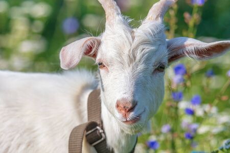 Portrait of a goat in the grass.の写真素材