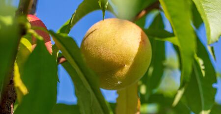 Ripe peach fruit on tree branches.の写真素材