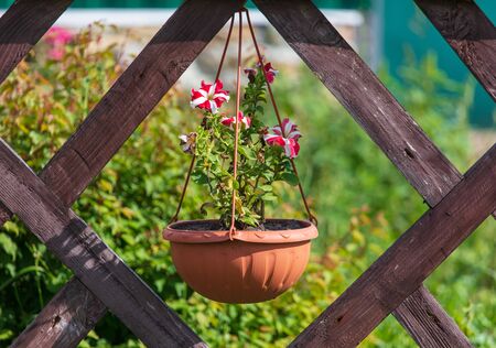 Potted flower hanging on a wooden fence.の写真素材