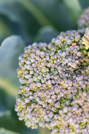 Broccoli cabbage in the garden.の写真素材