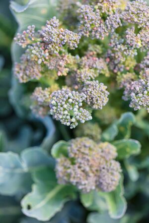 Broccoli cabbage in the garden.の写真素材