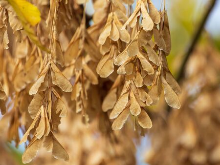 Seeds on maple branches in autumn.の写真素材