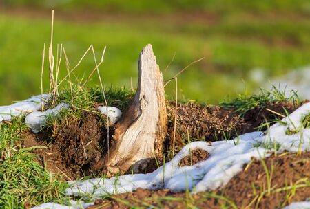 Stump from a sawn tree in nature.の写真素材