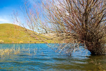 Tree growing in lake water.の写真素材