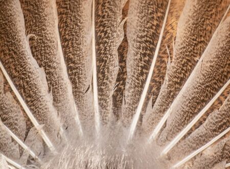 Bird feathers as an abstract background.の写真素材