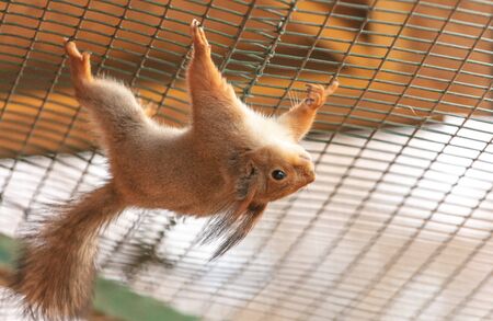 Portrait of a squirrel in a zoo.の写真素材