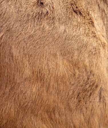 Skin of a deer as an abstract background.の写真素材