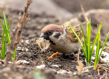 Portrait of a sparrow on the ground in a park.の写真素材