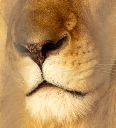 Detail of a portrait of a lion. Nose and mouthの写真素材