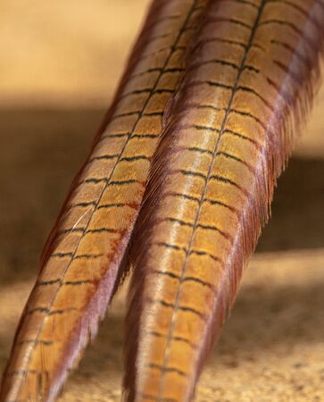 Bird feathers as an abstract background.