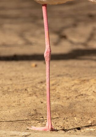 A long red paw near a flamingo in the park.の写真素材