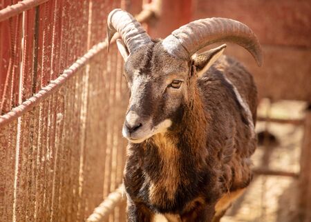 Portrait of a mountain sheep in a zoo.