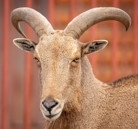 Portrait of a mountain sheep in a zoo.