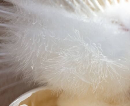 Feathers on a white peacock as an abstract background.の写真素材