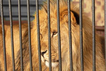 Portrait of a lion in the zoo.の写真素材