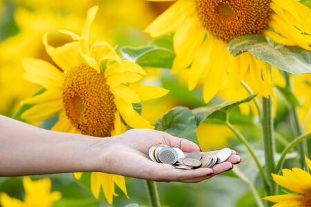 Coins in the hands of a girl in a field with sunflowers .の写真素材