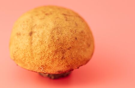One mushroom on a pink background.