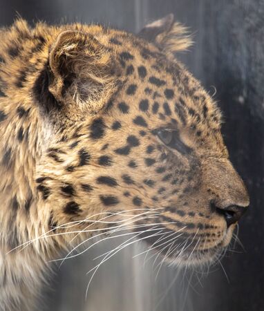 Portrait of a leopard in a zoo.の写真素材