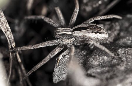 Portrait of a spider in the ground. Macroの写真素材