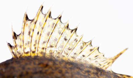 Ruff fish fin isolated on a white background.