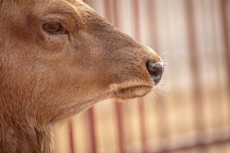 Portrait of a deer in a zoo.