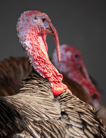 Portrait of a turkey on a farm.