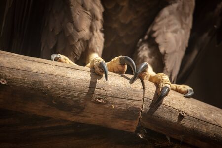 Paws of an eagle on a log in a zoo.