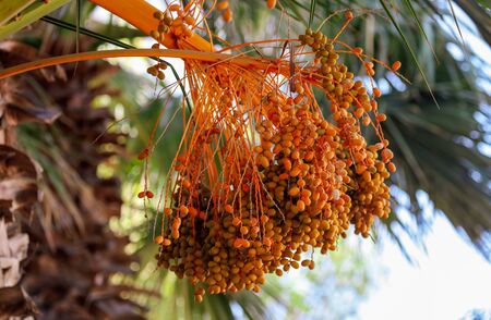 Orange fruits of dates on a palm tree.