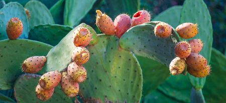 Fruits on a cactus in nature. Opuntiaの写真素材