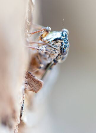 Cicada fly on tree bark.