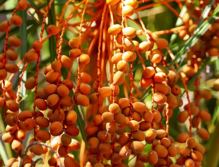 Orange fruits of dates on a palm tree.の写真素材