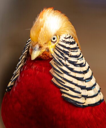 Portrait of a male pheasant in a zoo.