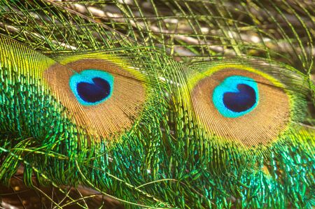 Peacock feathers as an abstract background.の写真素材