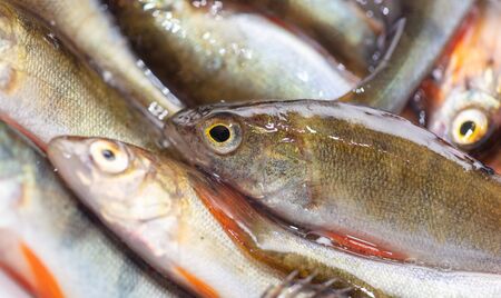 Small fish perch and ruff.の写真素材