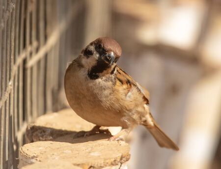Portrait of a sparrow in a cage.の写真素材
