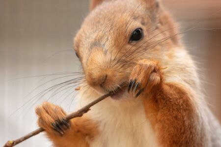Portrait of a squirrel eating a branch in a zoo.の写真素材